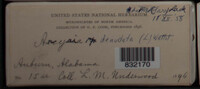 Arcyria denudata image